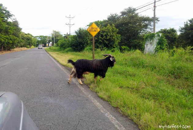 A goat crossing the road in Guanacaste