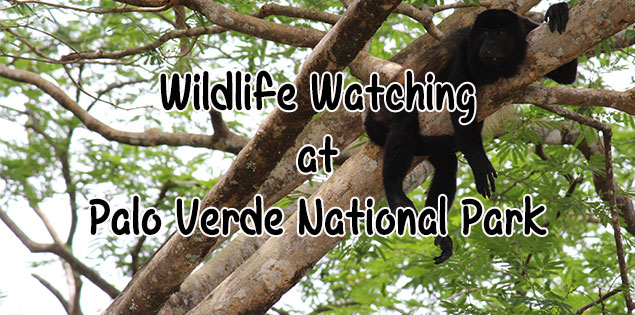 wildlife watching on a river boat ride at Palo Verde National Park - this national park in Guanacaste is important for many species of birds and you can see monkeys, birds, caimans and other wildlife cruising down the river