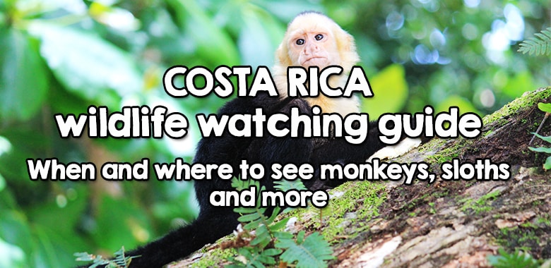 costa rica wildlife watching guide - when and where to see monkeys, sloths, toucans and other animals