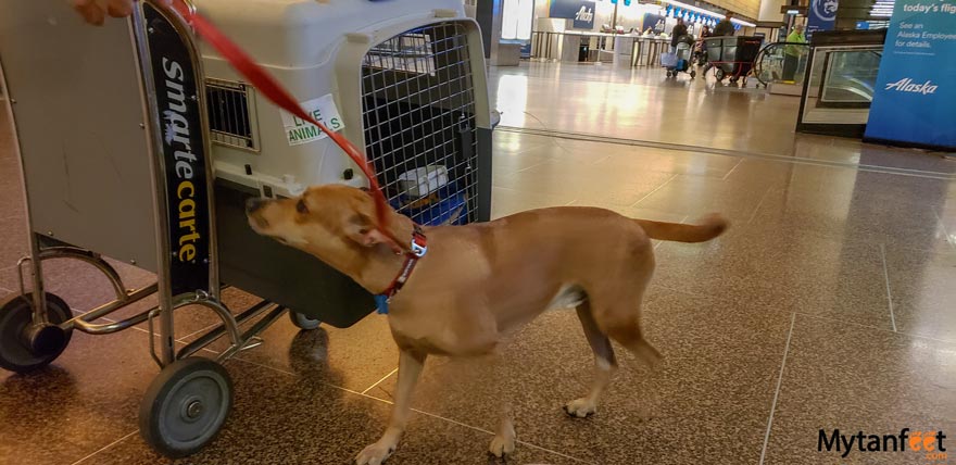 bringing dog to Costa Rica from USA - sea tac airport