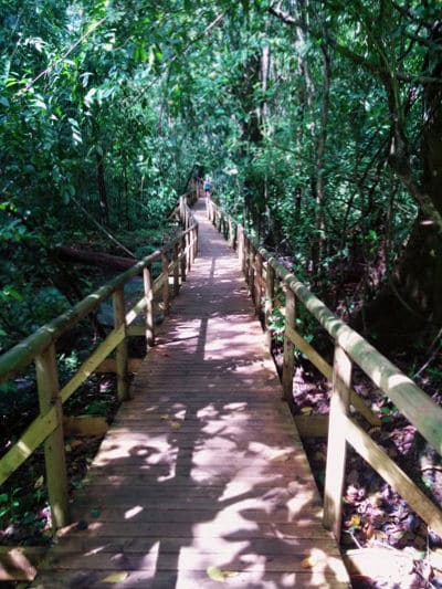 徒步旅行的完整指南曼努埃尔·安东尼奥的国家al Park - sloth trail