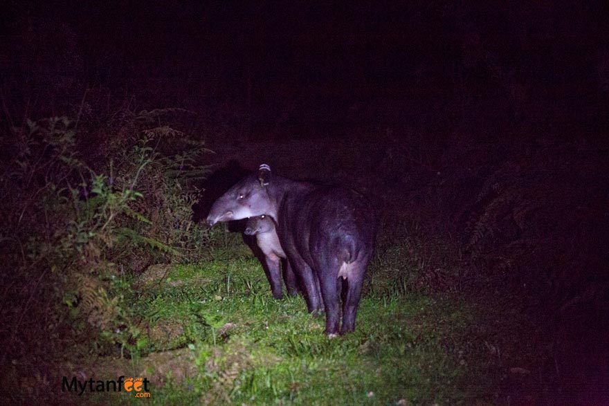 costa rica wildlife tapir