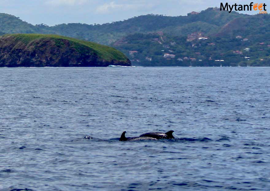 Costa Rica wildlife - dolphins