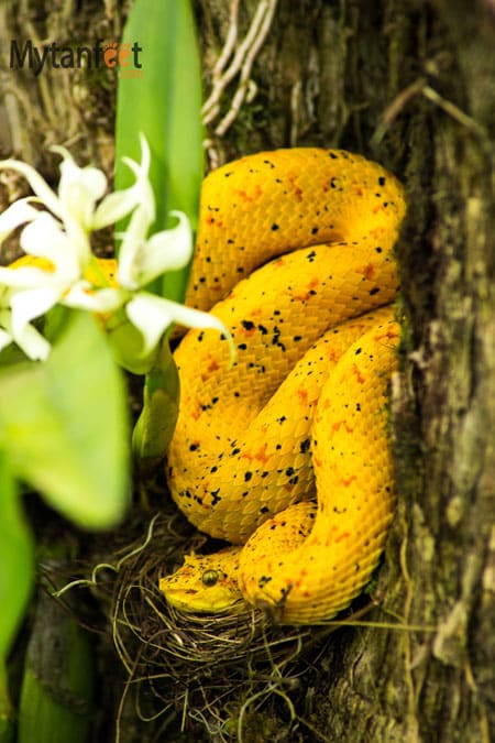 Costa Rica wildlife - snake
