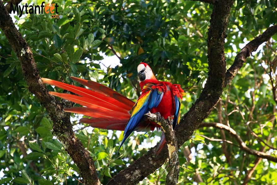 Costa rica wildlife macaw