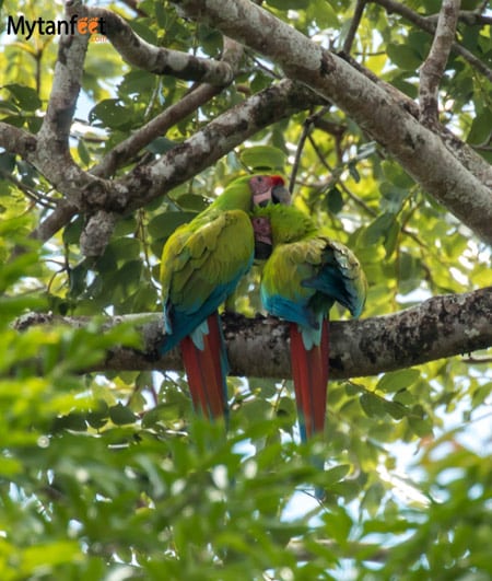 Costa rica wildlife macaws