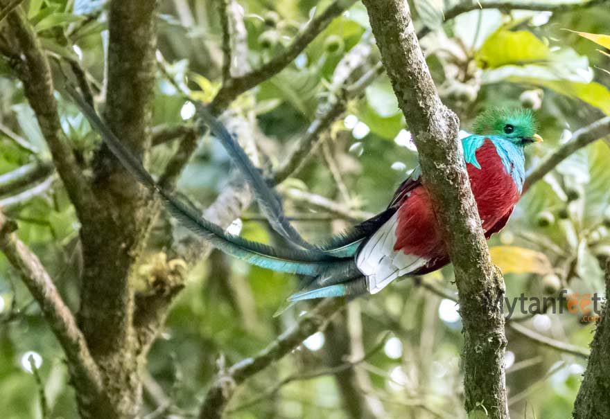 Costa rica wildlife - resplendant quetzal