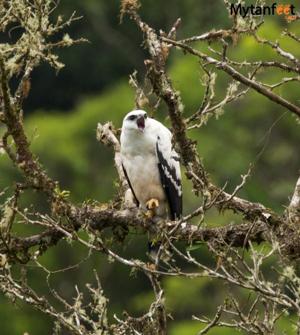 costa rica wildlife white hawk