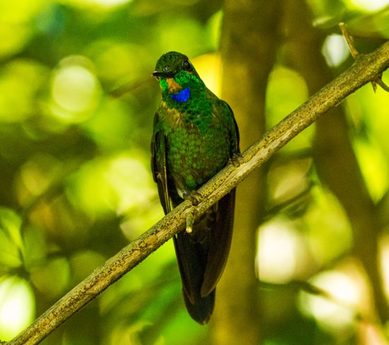 Beautiful hummingbird in Costa Rica