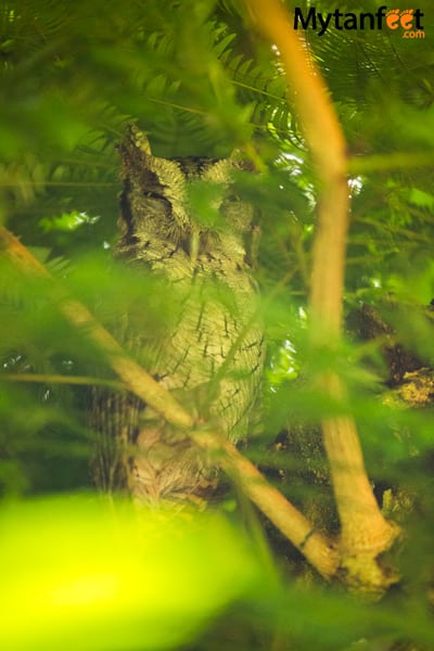 Hacienda Baru in Dominical - owl