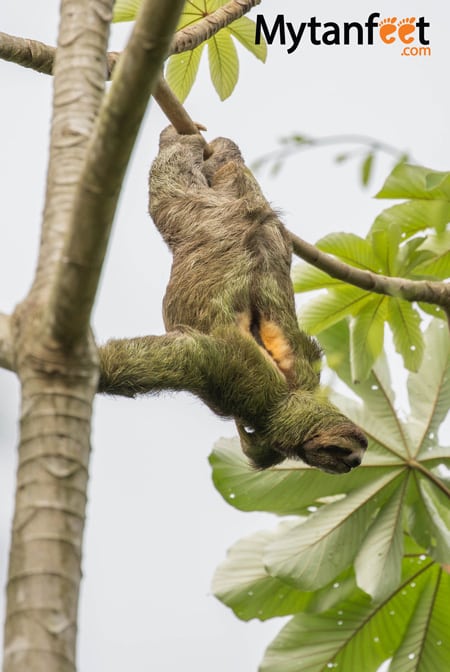 Costa Rica Monkey tours - Manuel Antonio National Park