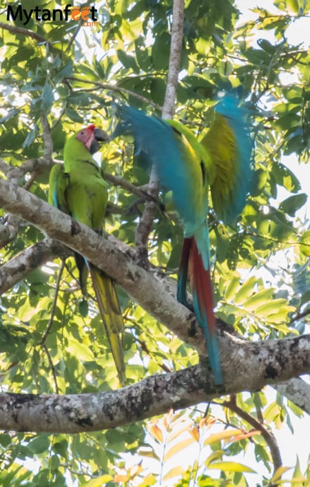 Tortuguero National Park - Great Green Macaws