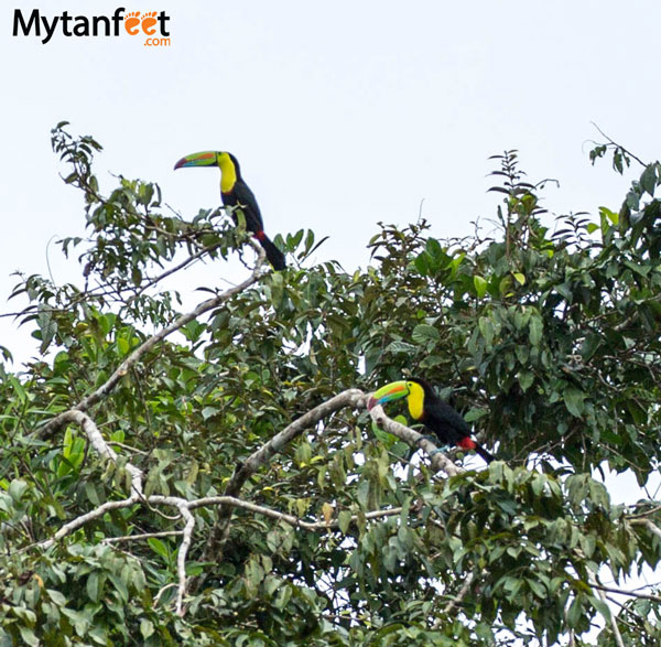 Keel billed toucans