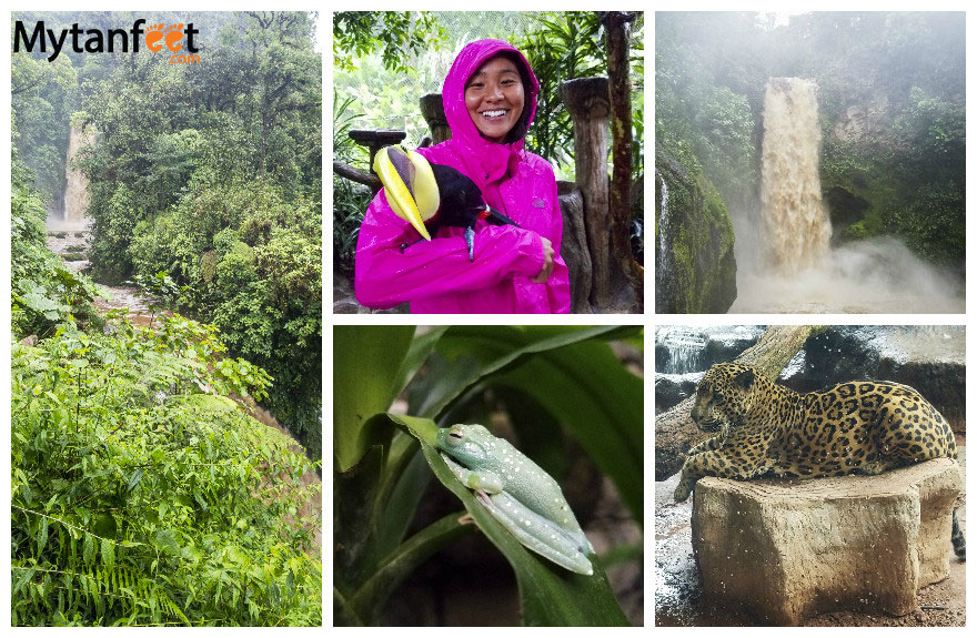 哥斯达黎加猴子之旅-la paz waterfall gardens