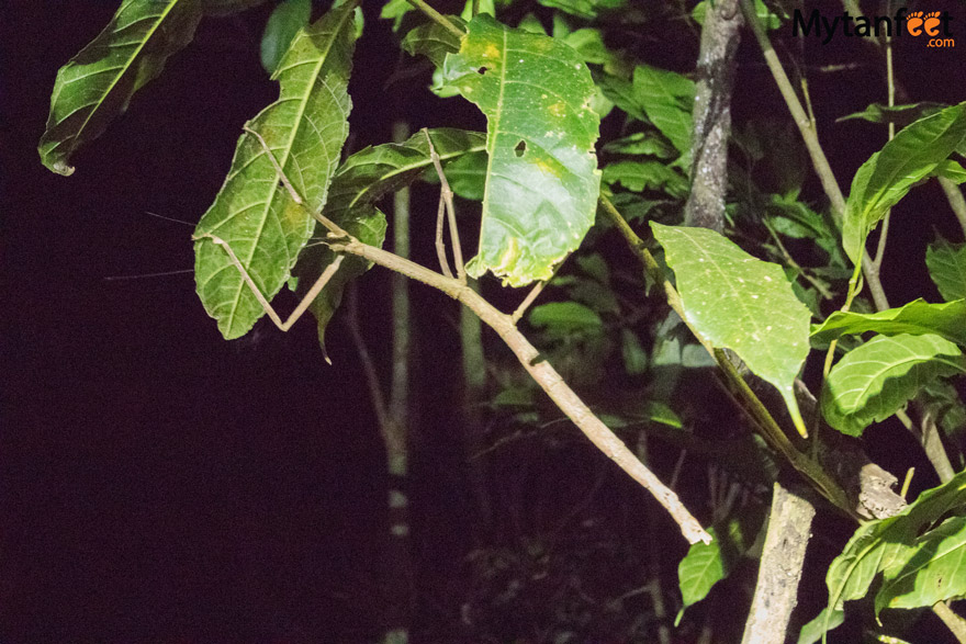 Night tour in Monteverde - walking stick