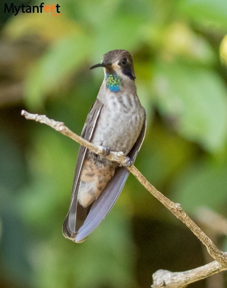 curi cancha reserve - Hummingbird Brown Violet ear