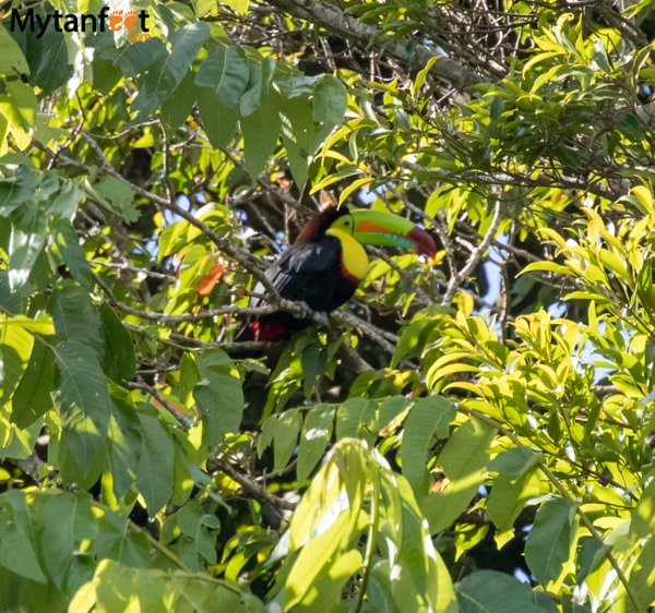 curi cancha reserve - Keel-billed rainbow toucan