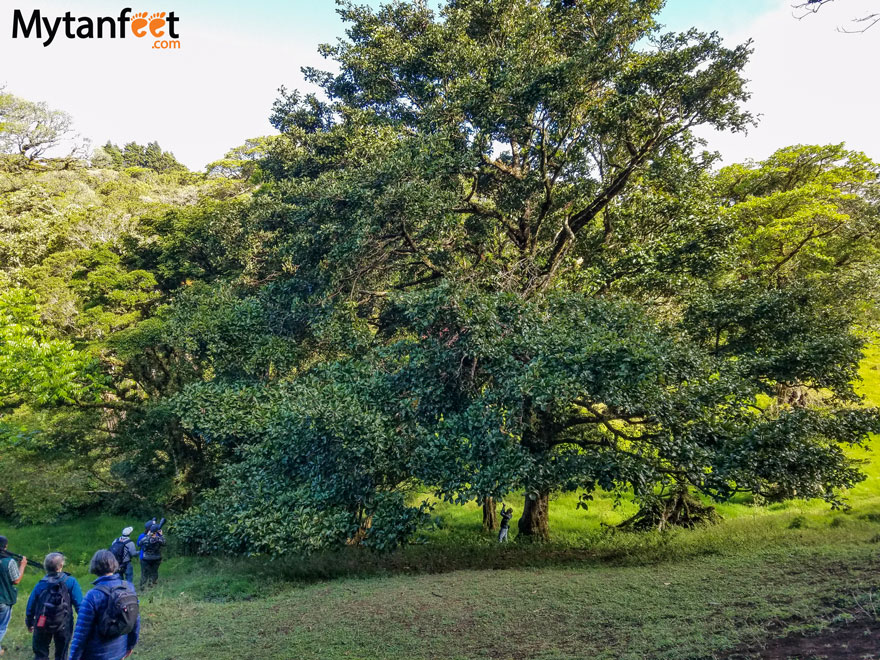 curi cancha reserve - Resplendant Quetzal avocado tree