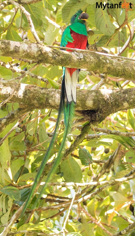 curi cancha reserve - Resplendant Quetzal