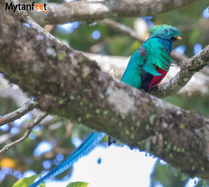 curi cancha reserve - Resplendant Quetzal