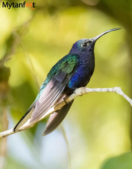 curi cancha reserve - Violet Sabrewing Hummingbird