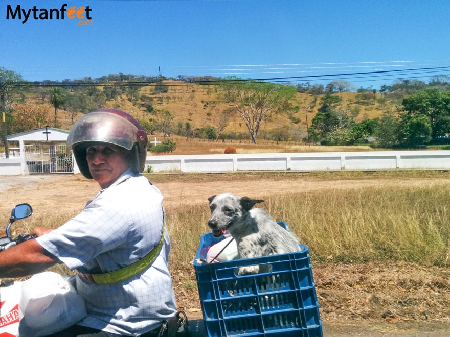 Ultimate survival guide to traveling in costa rica - driving dog