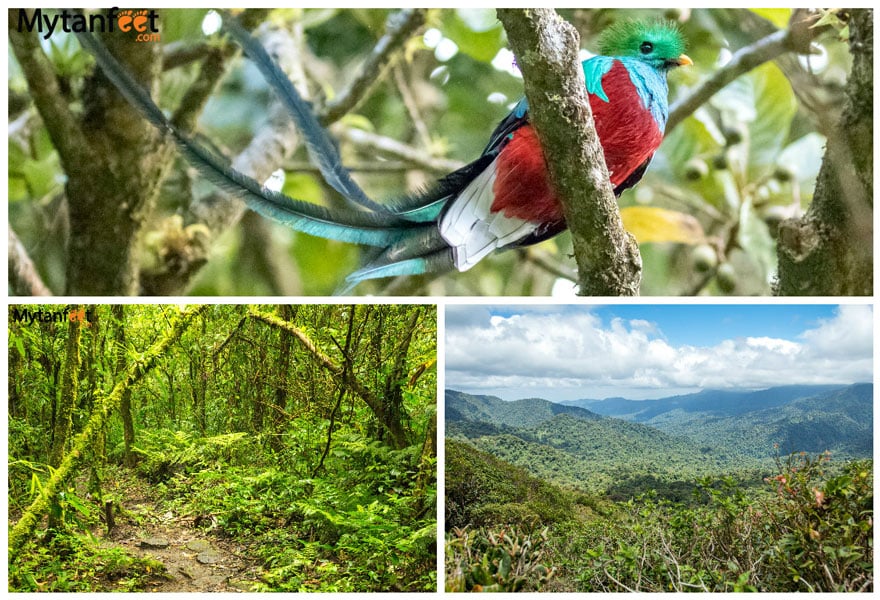 Two weeks in costa rica itinerary - monteverde