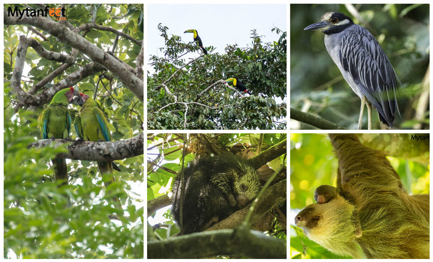two weeks in costa rica itinerary - wildlife in tortuguero