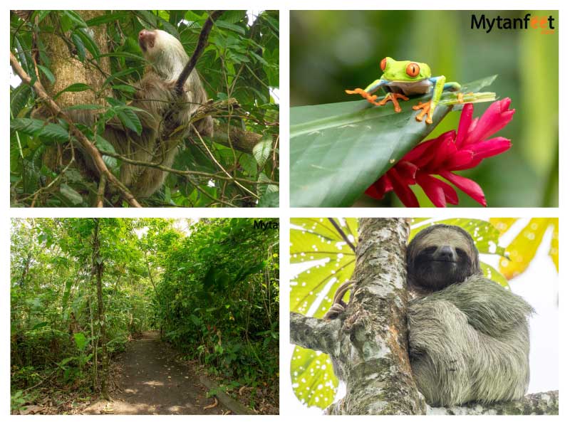 Things to do in La Fortuna - Bogarin trail sloth walk