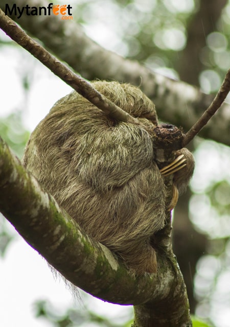 How to be an eco friendly and responsible traveler in Costa Rica - no sloth selfies