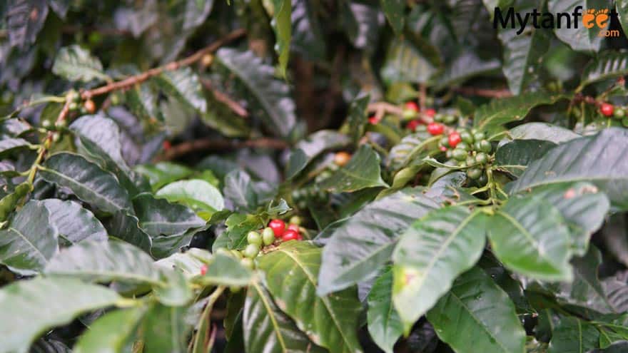 Costa Rica coffee beans