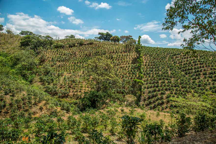 Costa Rican coffee plantations