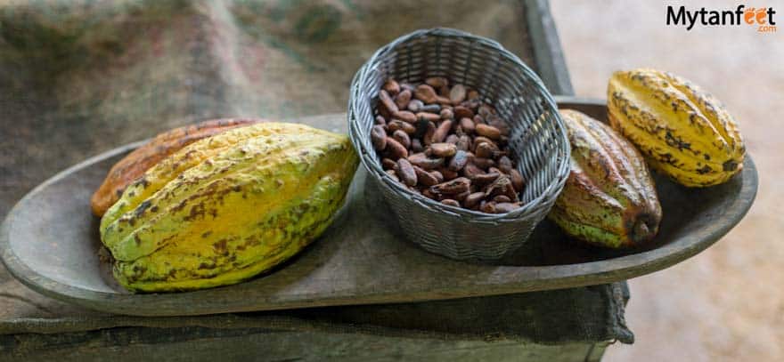 La Fortuna Chocolate Tour  - cacao fruit