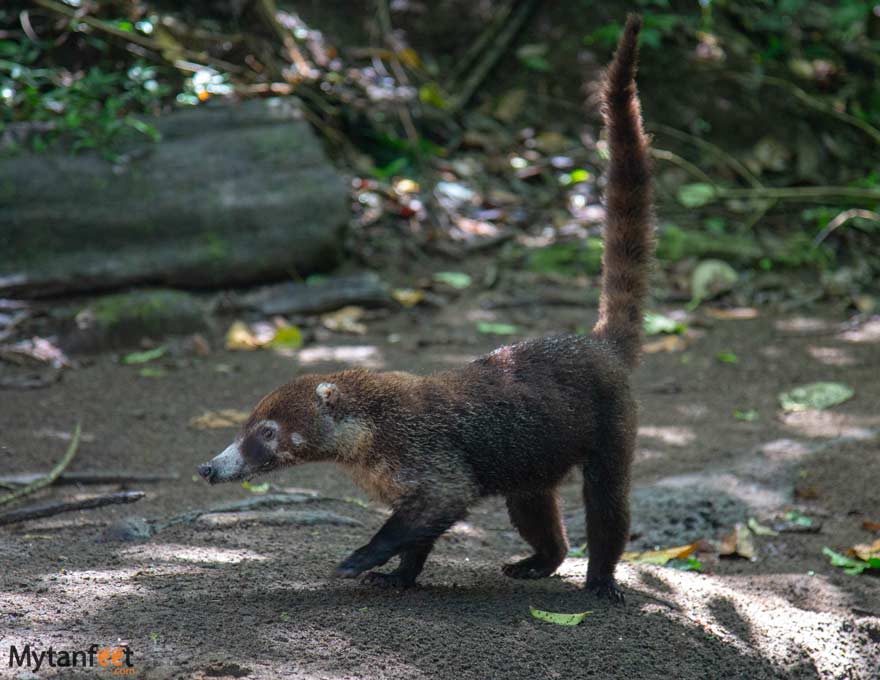 Costa-RIca-wildlife-coati