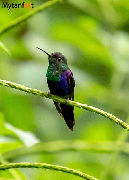Costa Rica wildlife - hummingbird