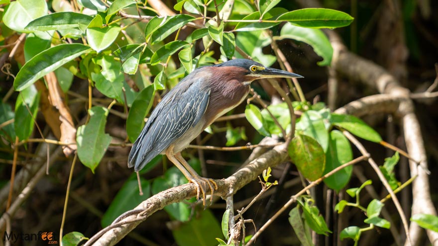 Damas-Island-Mangrove-boat-tour-white-ibis