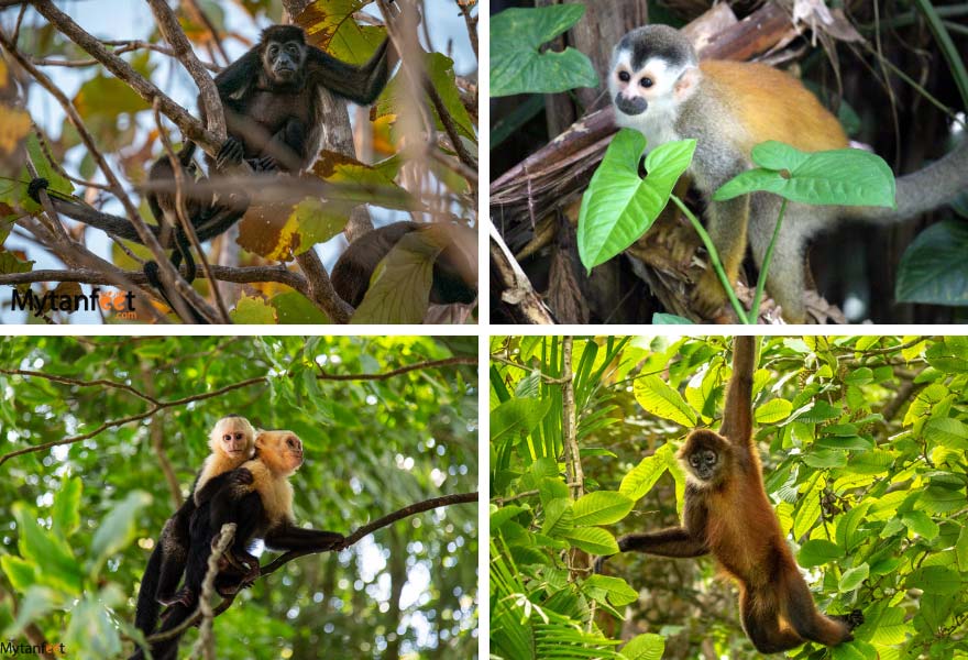 Costa Rica monkeys