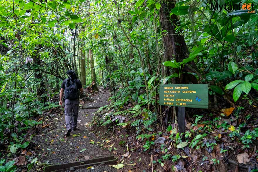 Guanacaste rainforest sloth tour - heliconias trail