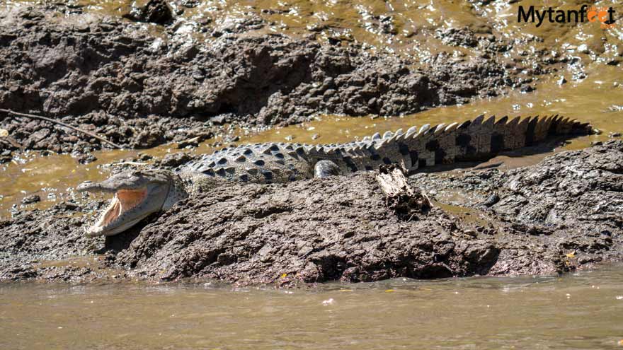 Palo Verde boat tour crocodile