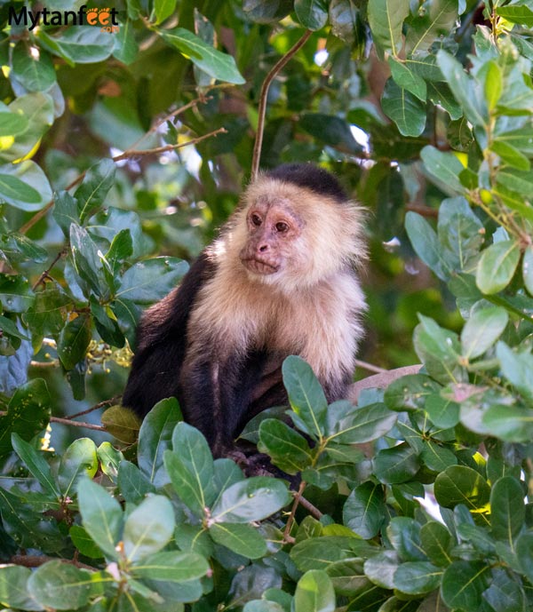 Costa Rica white face monkey