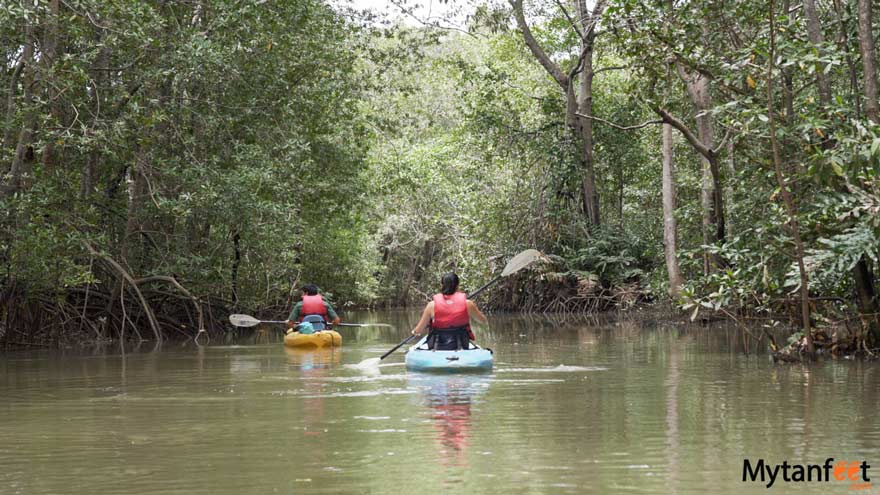 kayaking through Damas Island Mangroves by Manuel Antonio