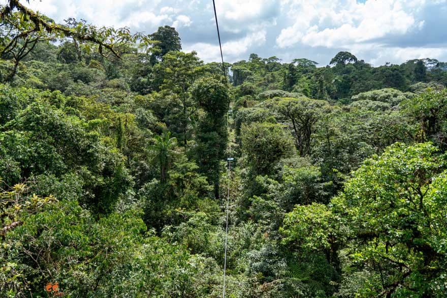 rainforest adventures aerial tram